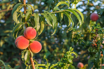 Ripe peaches hanging on the tree in the orchard.