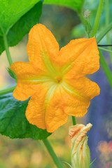 Zucchini plant and flower. Young vegetable marrow growing on bush