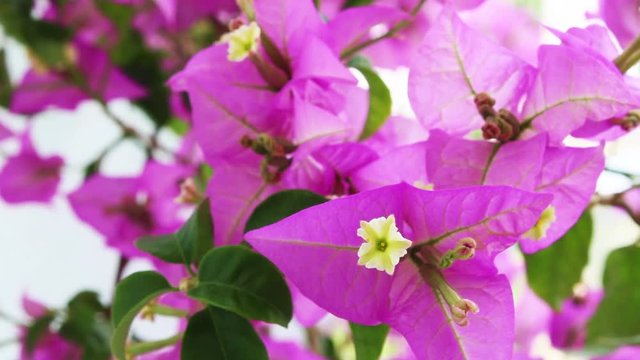 Pink bougainvillea 