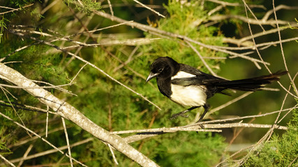 Eurasian Magpie Pica Pica Cadiz Spain