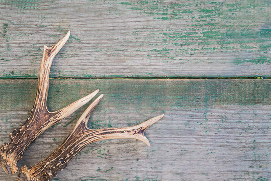 Roe deer antlers on the old wooden background with copy space