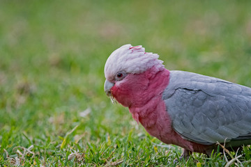 Red Galah