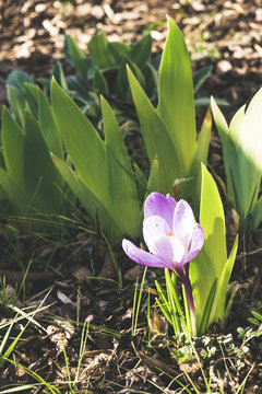Tulpe im Frühling