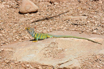 Eastern Collared Lizard, Arizona