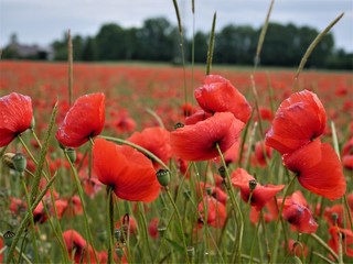 Obraz premium Mohnblumen