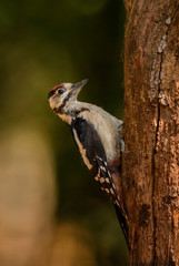 Great Spotted Woodpecker - Dendrocopos major, beautiful colored woodpecker from European forests and woodlands, Hortobagy National Park, Hungary.