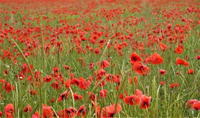 Obraz premium Mohnblumen