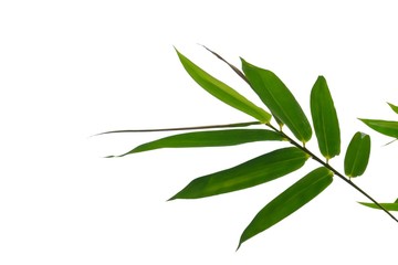 Bamboo leaves on white isolated background for green foliage backdrop 