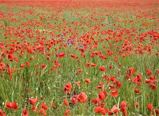 Obraz premium Mohnblumen