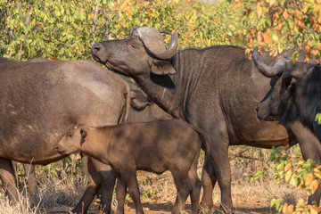 Cape buffaloes, Syncerus caffer