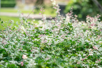 Garden - Green leaves and green grass Natural background