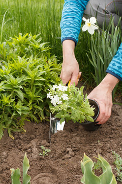 Gardener is planting flowers in the ground in a garden bed.