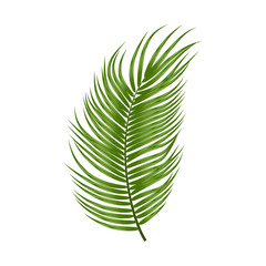 Tropical palm leaf isolated on white background, vector