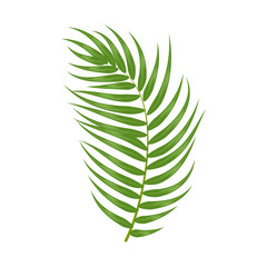 Tropical palm leaf isolated on white background, vector