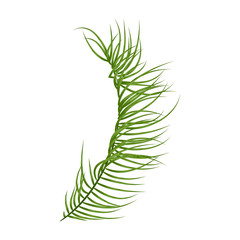 Tropical palm leaf isolated on white background, vector