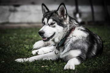 Dog breed alaskan malamute plays in a garden. Selective focus. Toned