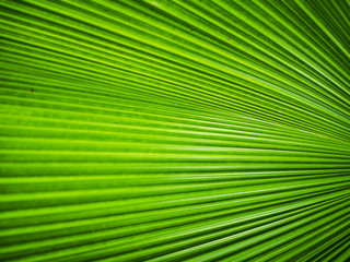 Close up of a pattern and texture green palm leave background.