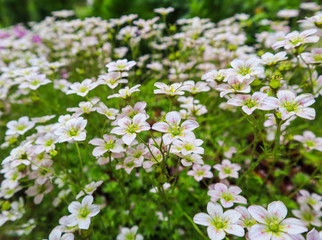 Delicate white flowers of Saxifrage mossy in spring garden