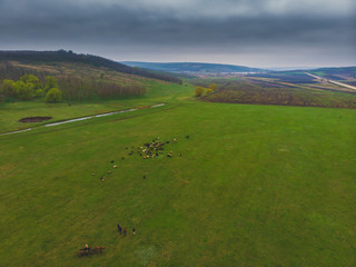 Beautiful rural scenery. Agricultural fields with sheep. Aerial shot with drone