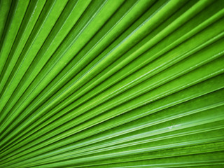 Close up of a pattern and texture green palm foliage background.Blurred greenery abstract background.