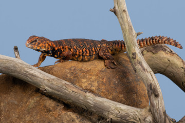 Fototapeta premium Saharan Spiny Tailed Lizard (Uromastyx Geyri)