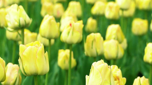 Beautifull blooming delicate yellow tulips flowers growing outdoors. Floral natural spring or summer background.