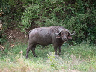 Naklejka na ściany i meble Buffalo in Tsavo Conservation Area, Kenya