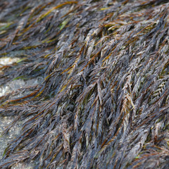 Moss growing on a granite boulder besides Dozmary Pool Cornwall