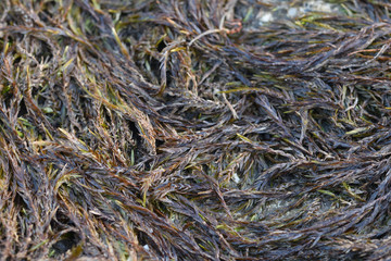 Mosses growing on granite besides Dozmary Pool Cornwall