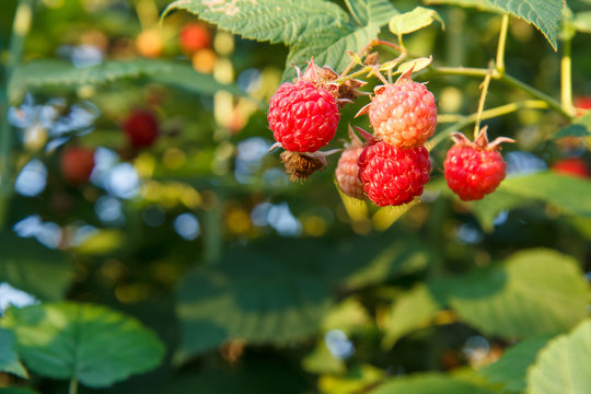Ripe and unripe raspberries are grown in the garden.