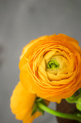 Beautiful fresh yellow color boquet of ranunculus flowers on grey background.