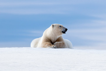 Naklejka na ściany i meble Polar bear laying on the frozon snow of Svalbard