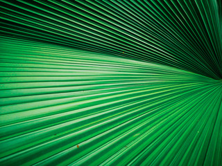 Close up of a pattern and texture green palm leave background.