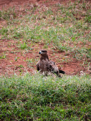 Tawny Eagle in Tsavo Conservation Area, Kenya
