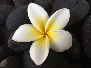 White frangipani flower on black blackground