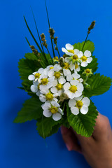 bouquet of white strawberry flowers on a blue background