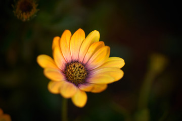 オレンジ色の花 背景素材 ブラウン シンプル