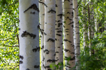 the rhythm of the White trunks of the birch on a background of green leaves