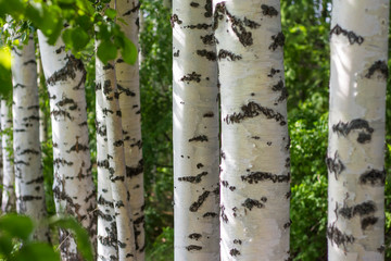 the rhythm of the white trunks of the birch on a background of green leaves