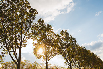 Fototapeta na wymiar Sunlight seen through tall green trees on a clear sky background.