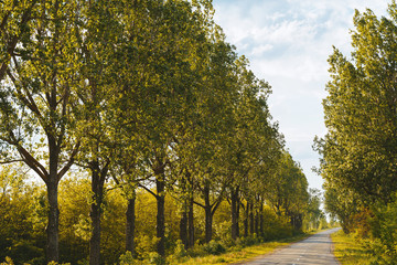 Obraz premium Road with tall trees beside it in sunlight.