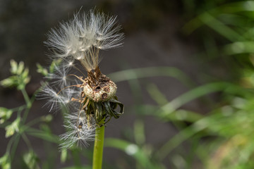 Pusteblume