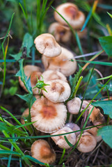 mycelium of small French honey agarics growing in a row in a meadow in the grass,close-up