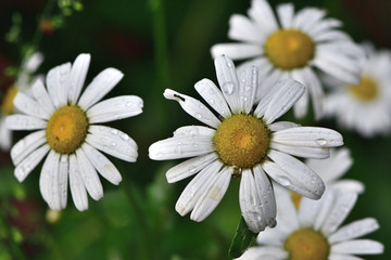 Closeup of white flowers of Matricaria Chamomile in the garden on a blurred green background
