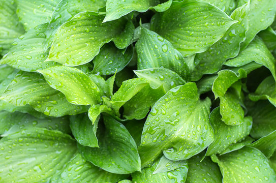 green-yellow leaves of the khosta in the summer in the garden