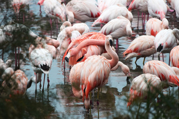 flamants rose