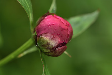 Closeup of burgundy peony with raindrops on blurred green background