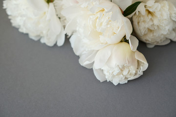 White fluffy peonies flowers composition on grey background
