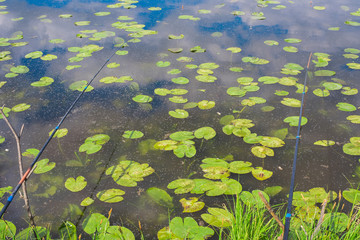  Pitchers in the lake, cloud and sky reflected in the water. wildlife