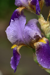 Closeup of purple bearded iris with raindrops on blurred green background